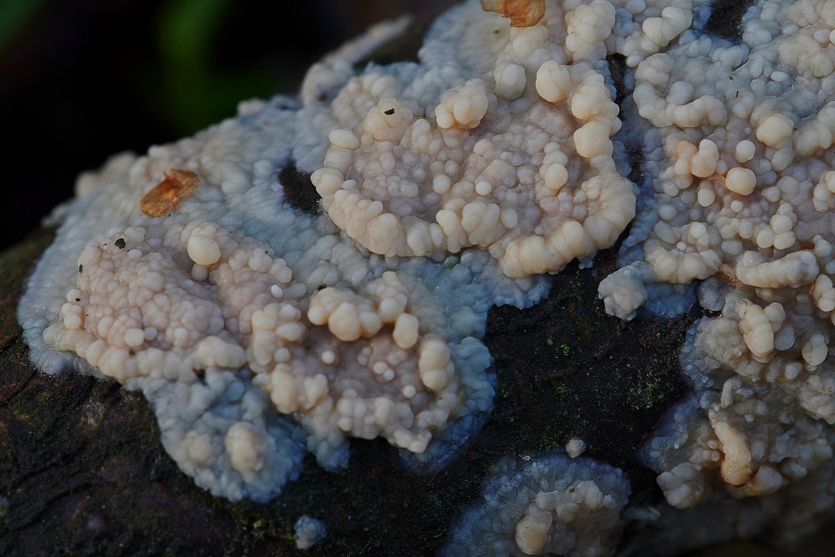 Fungi Sp - Alderfen Broad 22/10/20