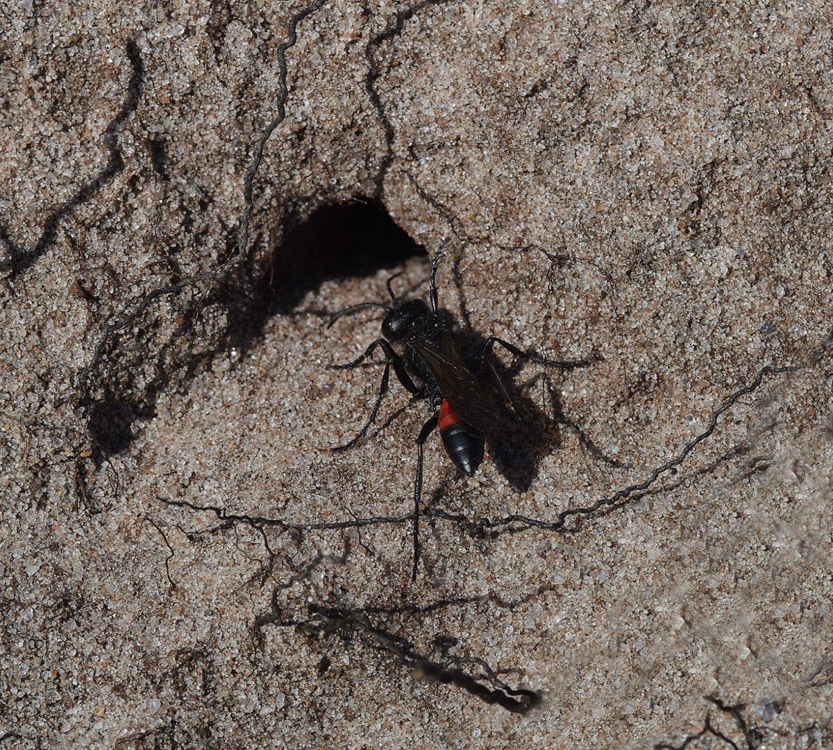 Sand Wasp - Dersingham Bog 29/02/20
