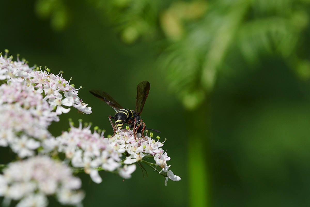 Tenthredo vespa (A Sawfly) - Kelling Heath 02/07/20