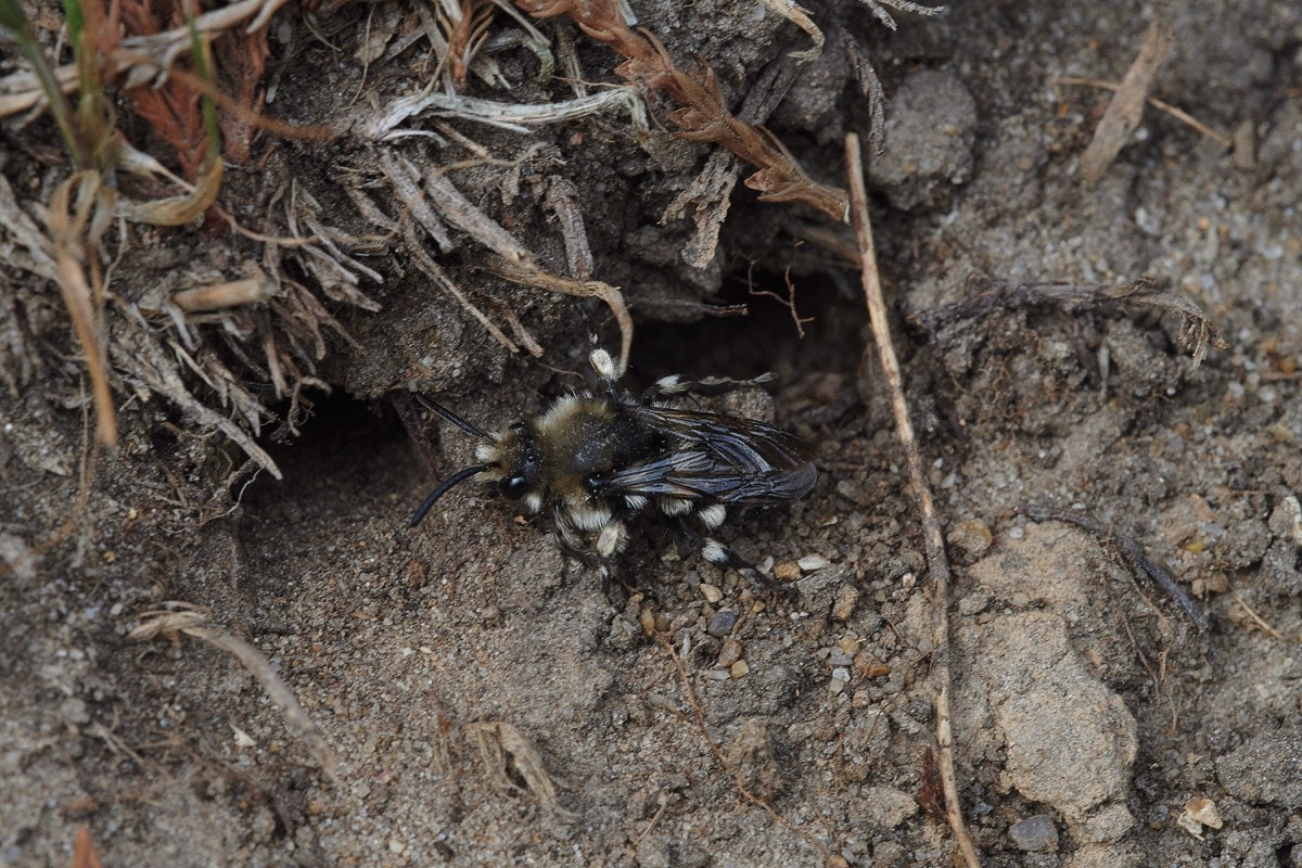 Common Mourning-bee  - Hanworth 27/04/20