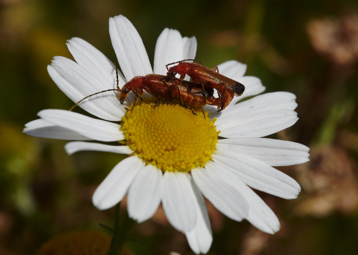 Common Red Soldier Beetle - Sustead 20/07/20