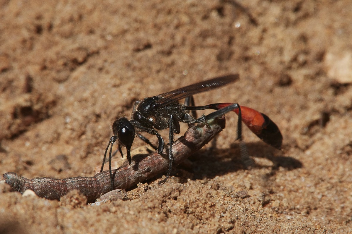 Sand Wasp Sp - Kelling Heath 31/05/20