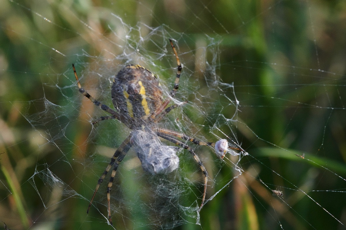 Wasp Spider - Gramborough Hill 14/09/20
