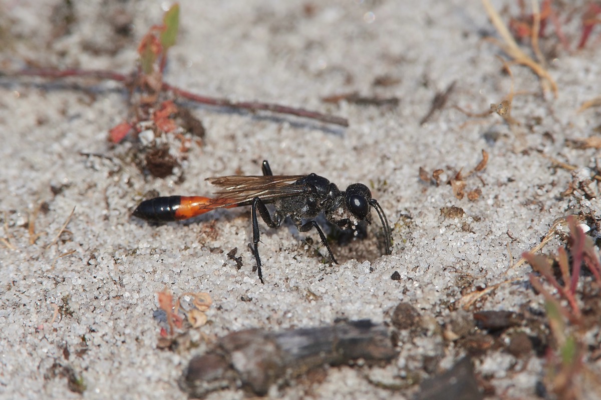 Red-banded Sand Wasp - Roydon Common 12/08/20