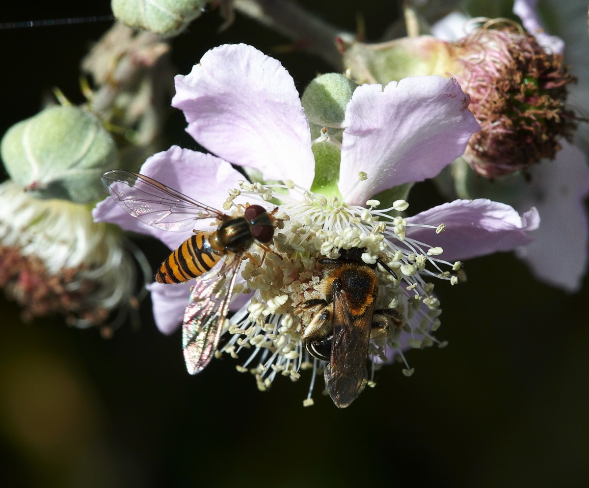 Bee Sp & Marmalade Hoverfly - Sustead 10/07/20