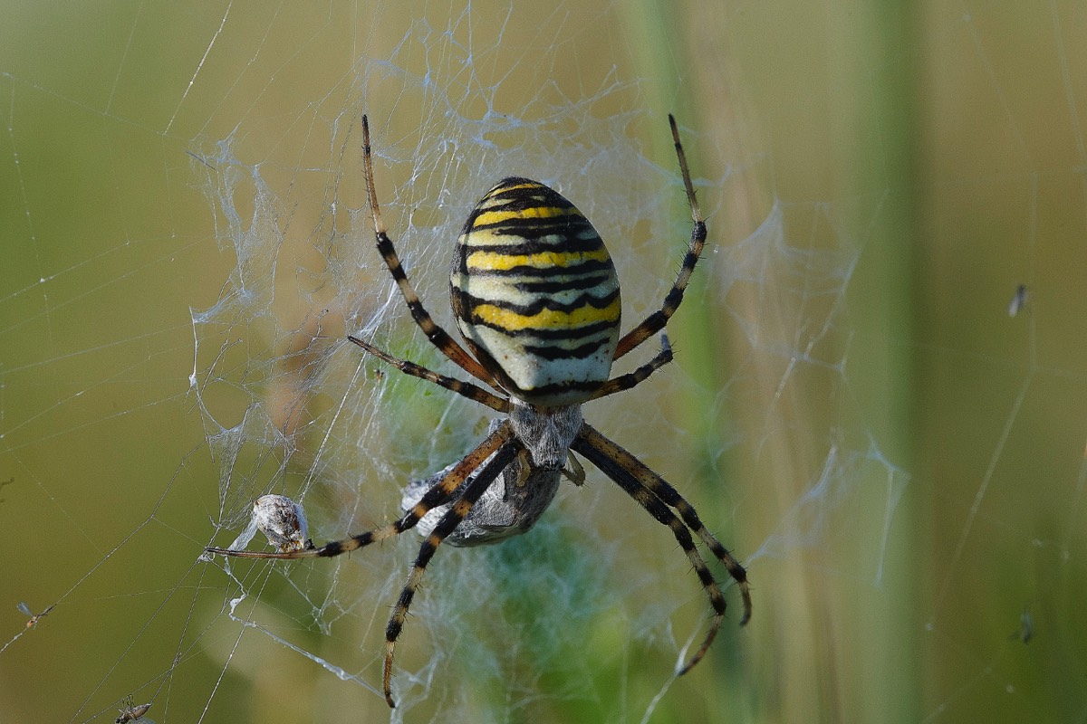 Wasp Spider - Gramborough Hill 14/09/20