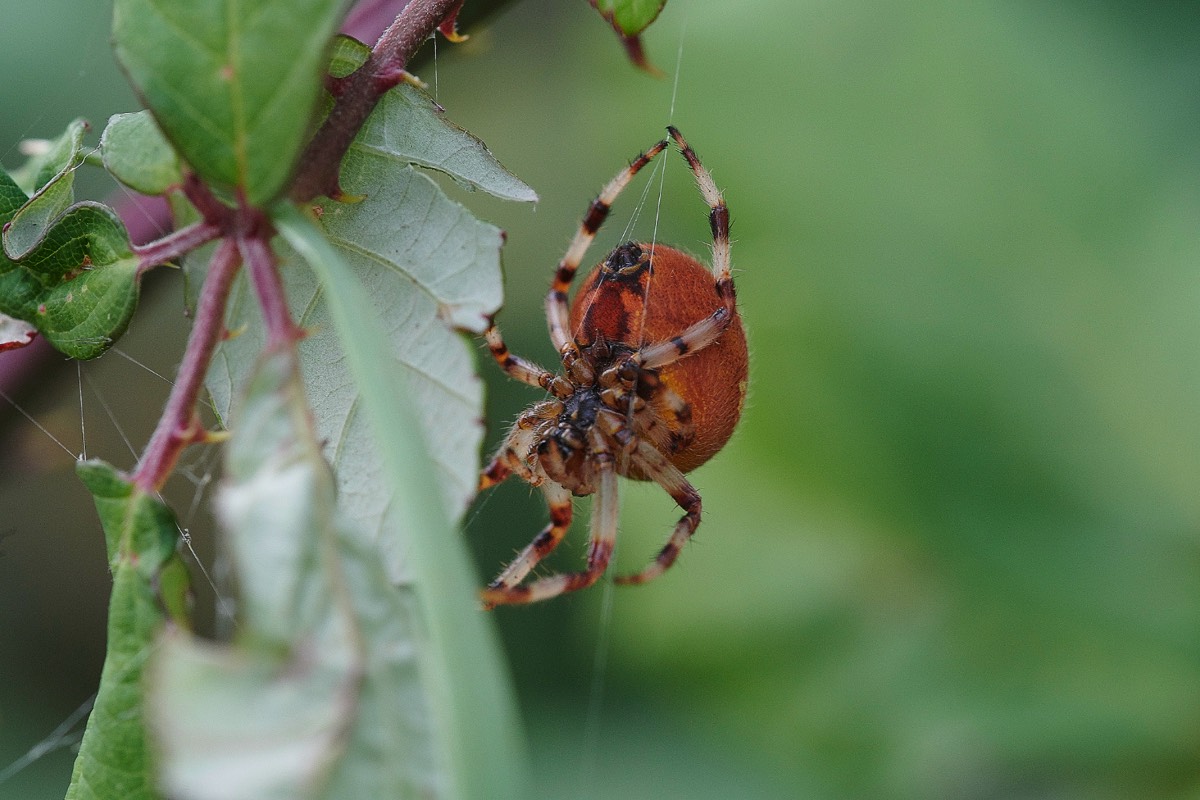 Four-spotted Orb Weaver - Gramborough Hill 16/09/20