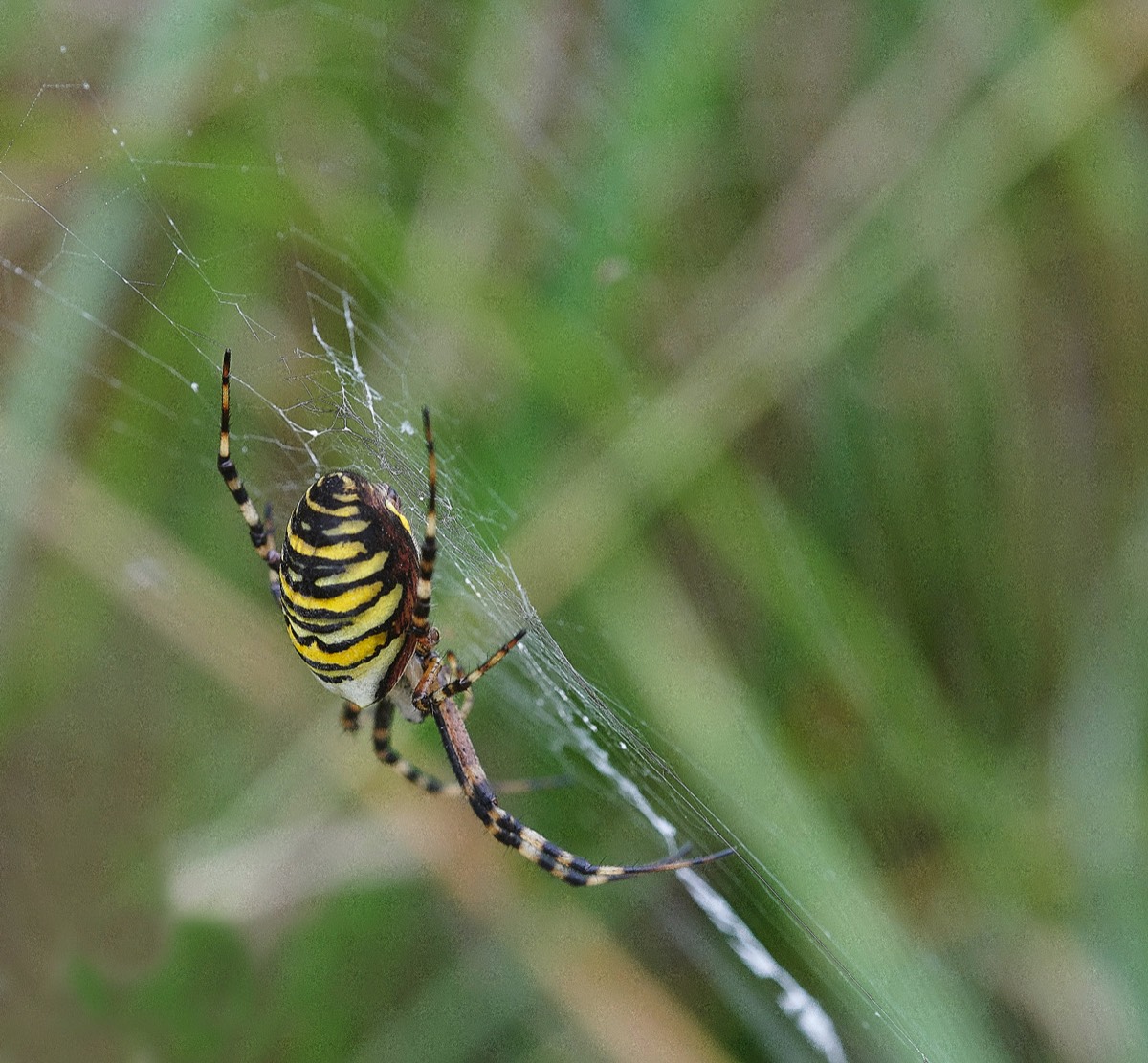 Wasp Spider - Gramborough Hill 27/08/20