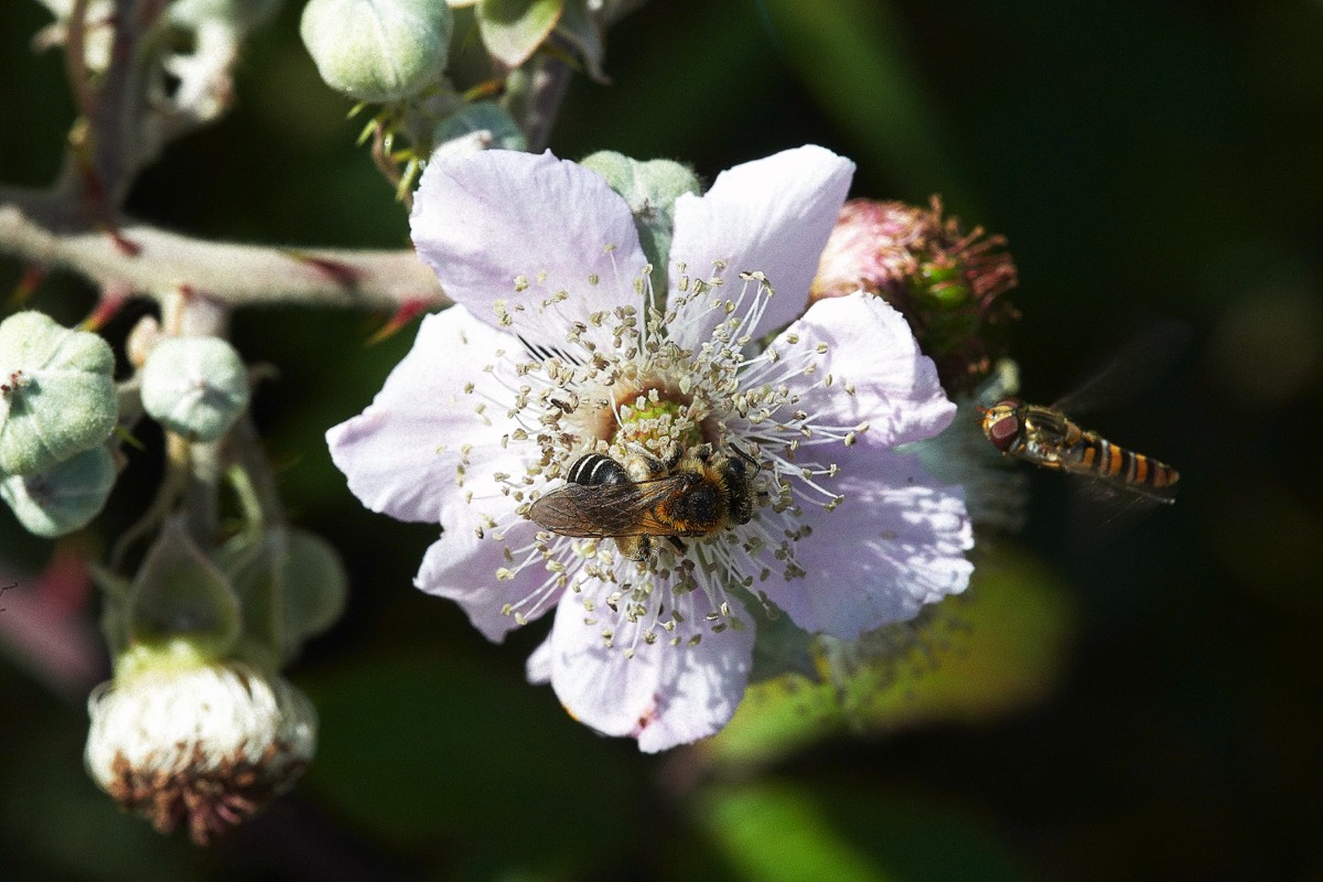 Bee Sp & Marmalade Hoverfly - Sustead 10/07/20