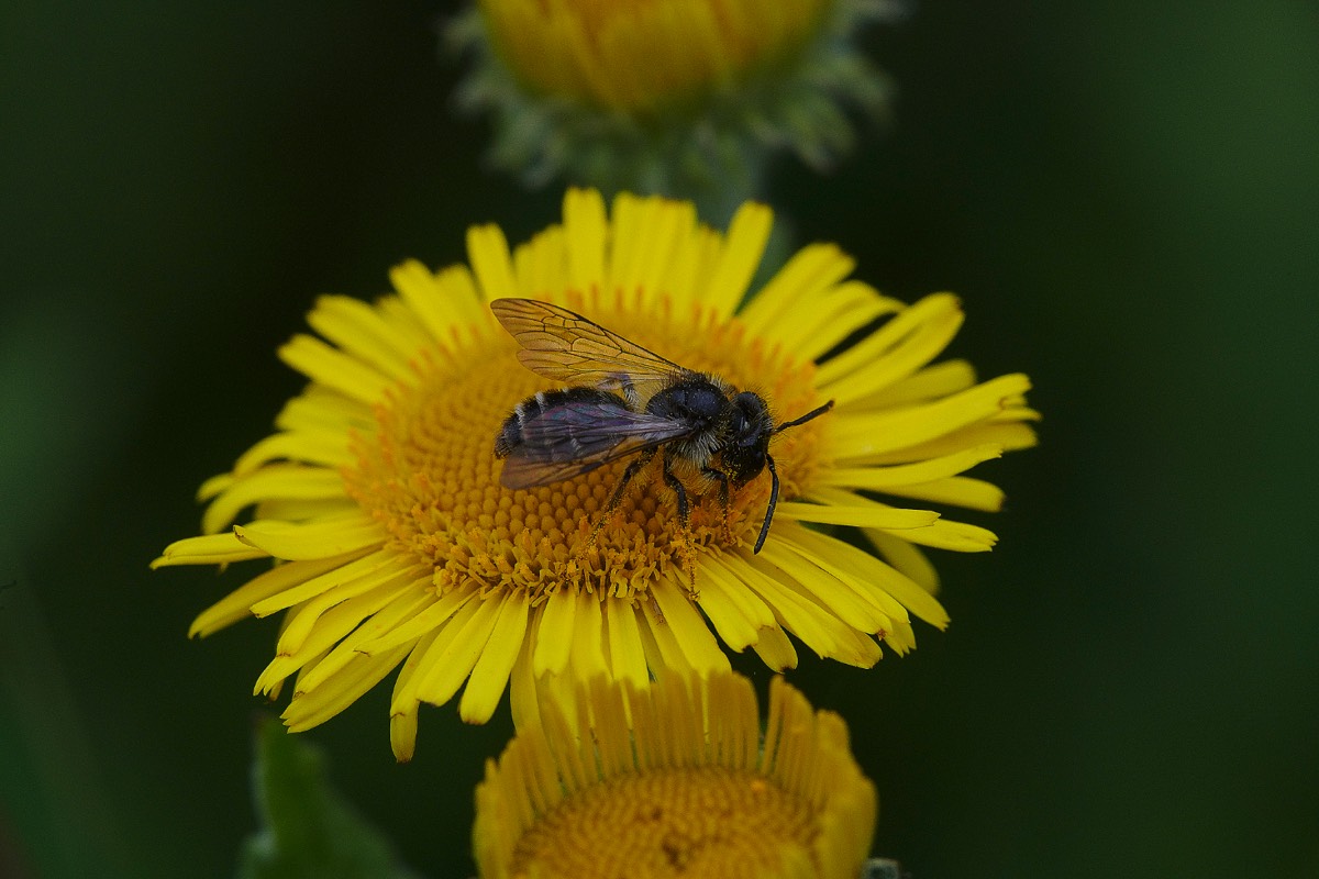Bee Sp - Beeston Common  04/08/20