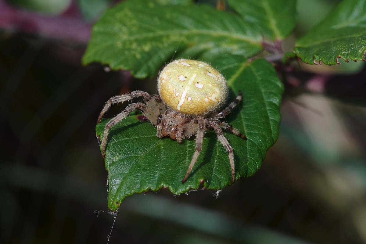 Four-spotted Orb Weaver - Gramborough Hill 17/09/20