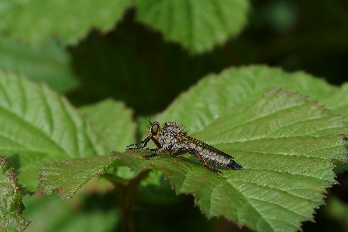 Kite-tailed Robber Fly - East Walton Common 17/07/20