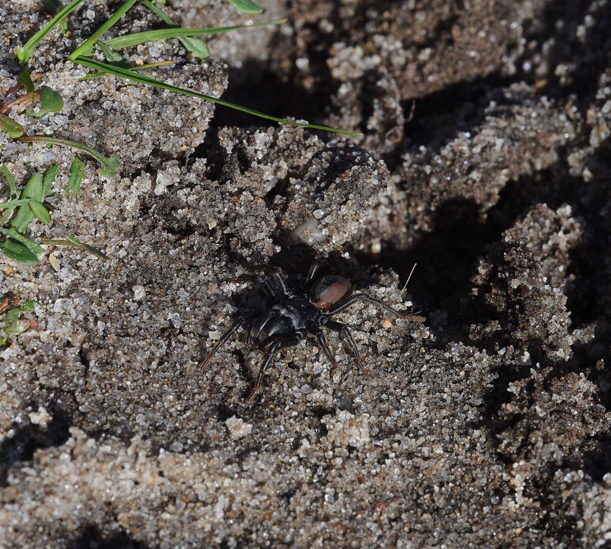 Purseweb Spider - Dersingham Bog 29/02/20