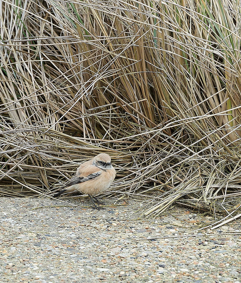 EcclesDesertWheatear050120-1-NEF_DxO_DeepPRIMEXD