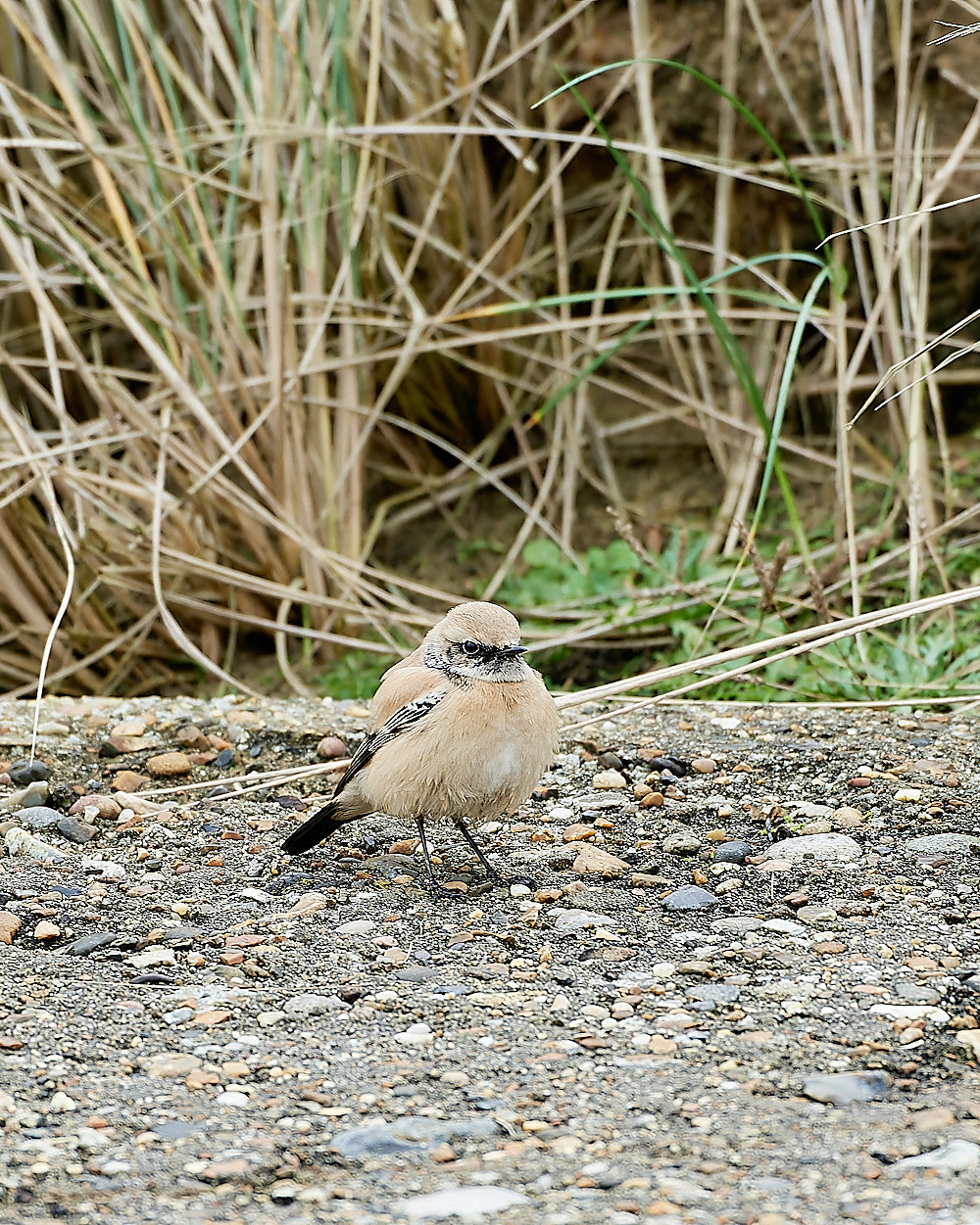 EcclesDesertWheatear050120-4-NEF_DxO_DeepPRIMEXD