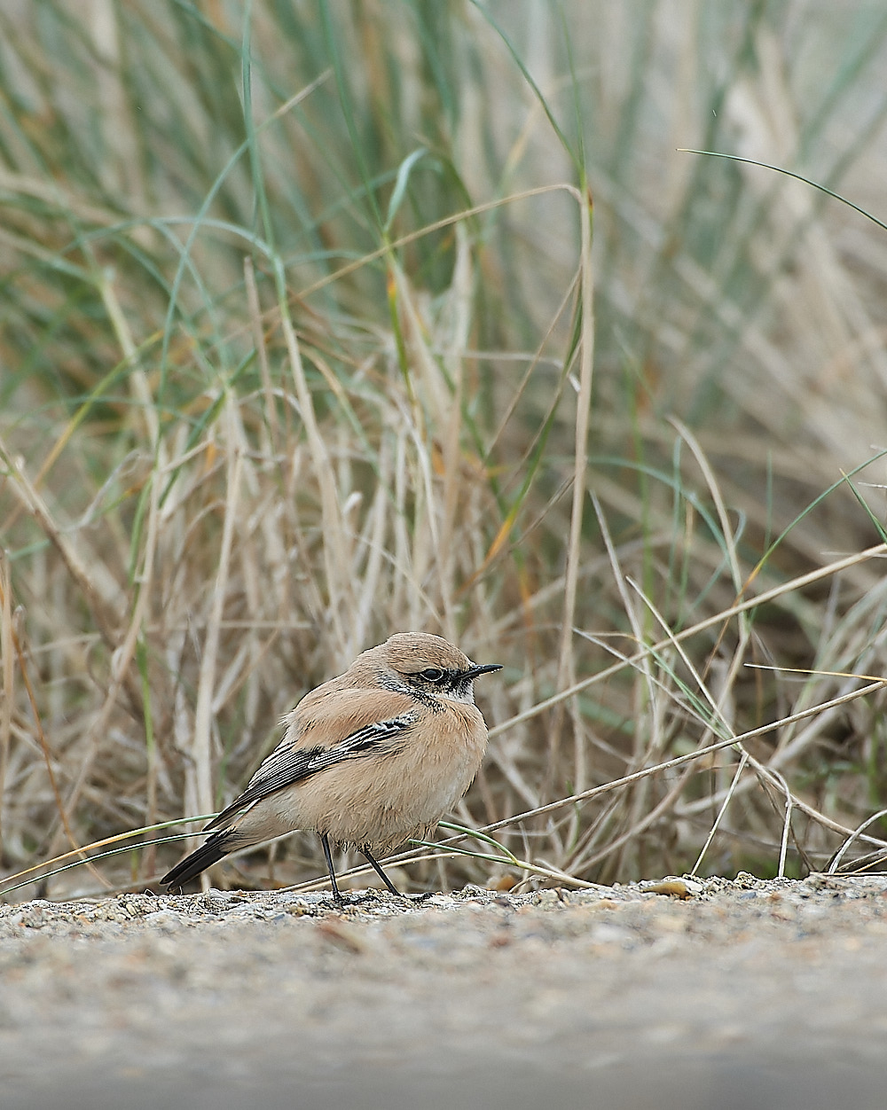 EcclesDesertWheatear050120-5-NEF_DxO_DeepPRIMEXD