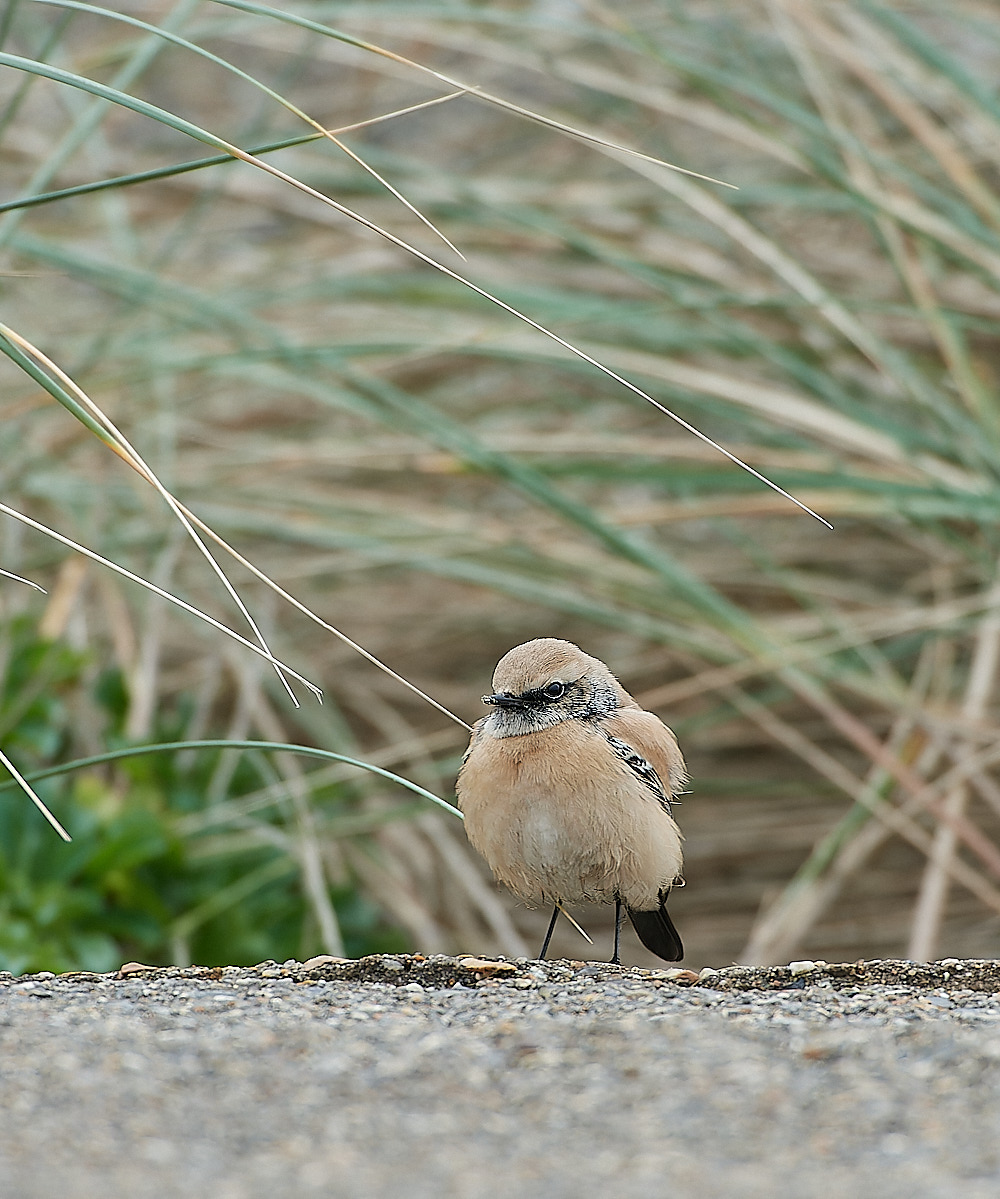 EcclesDesertWheatear050120-6-NEF_DxO_DeepPRIMEXD