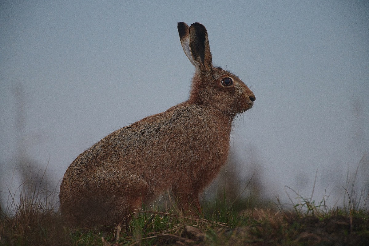 Hare - Cley 22/12/20