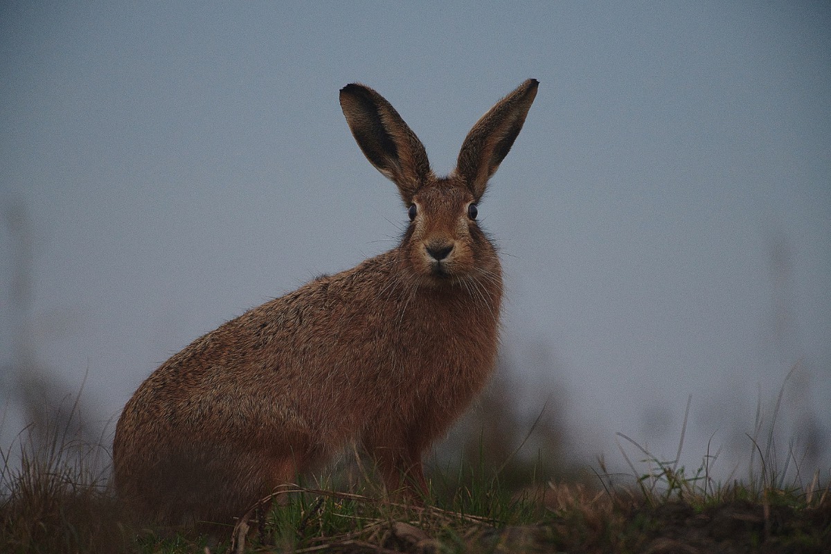 Hare - Cley 22/12/20