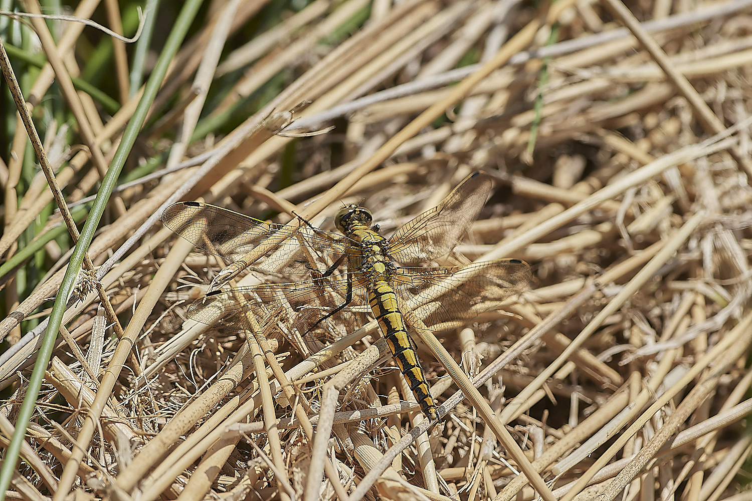 AlderfenBroadBlacktailedSkimmer250520-1-NEF_DxO_DeepPRIMEXD