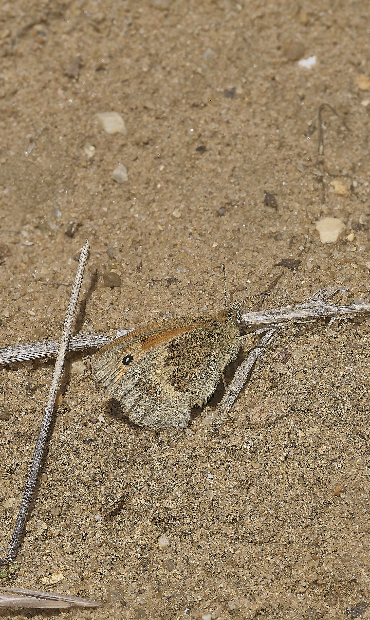 CranwichSmallHeath130620-1-NEF-