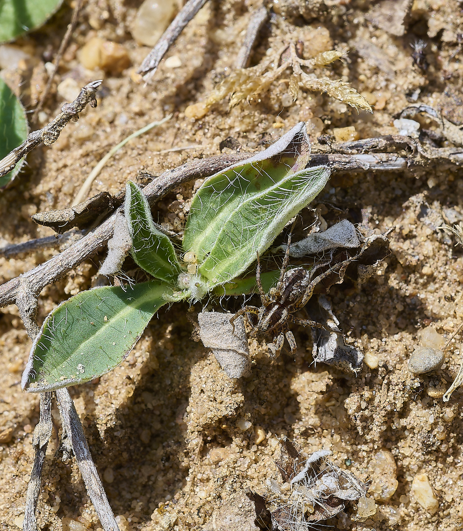 CranwichSpider130620-1-NEF-