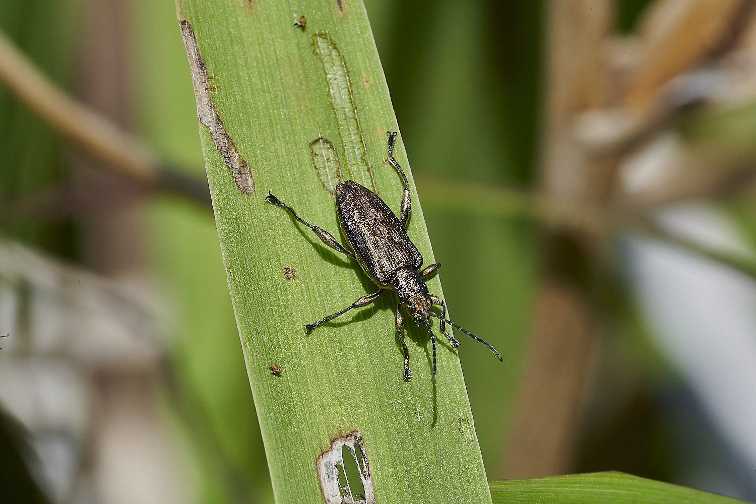 EastRustonBronzeBeetle010620-1-NEF_DxO_DeepPRIMEXD