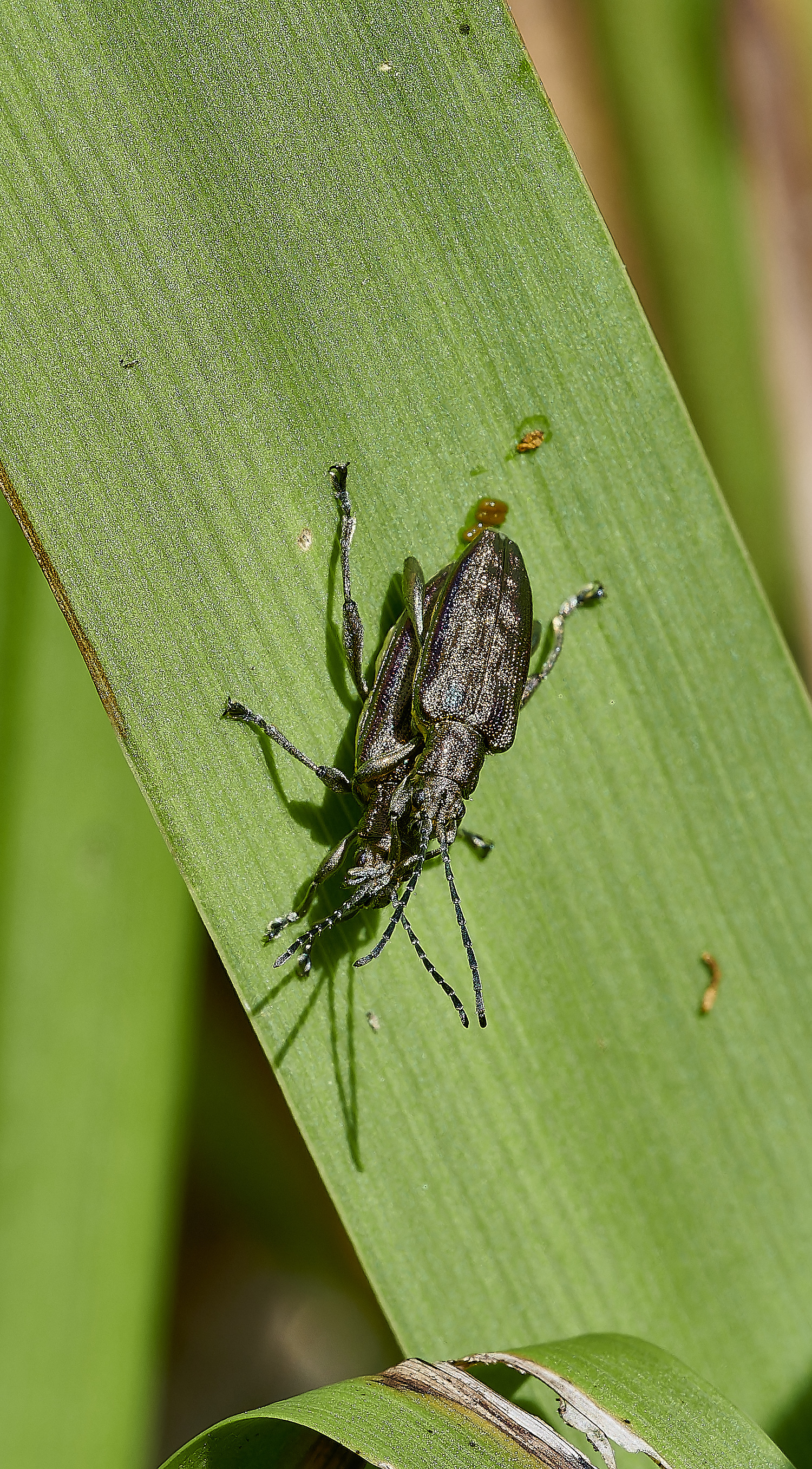 EastRustonBronzeBeetle010620-3-NEF_DxO_DeepPRIMEXD