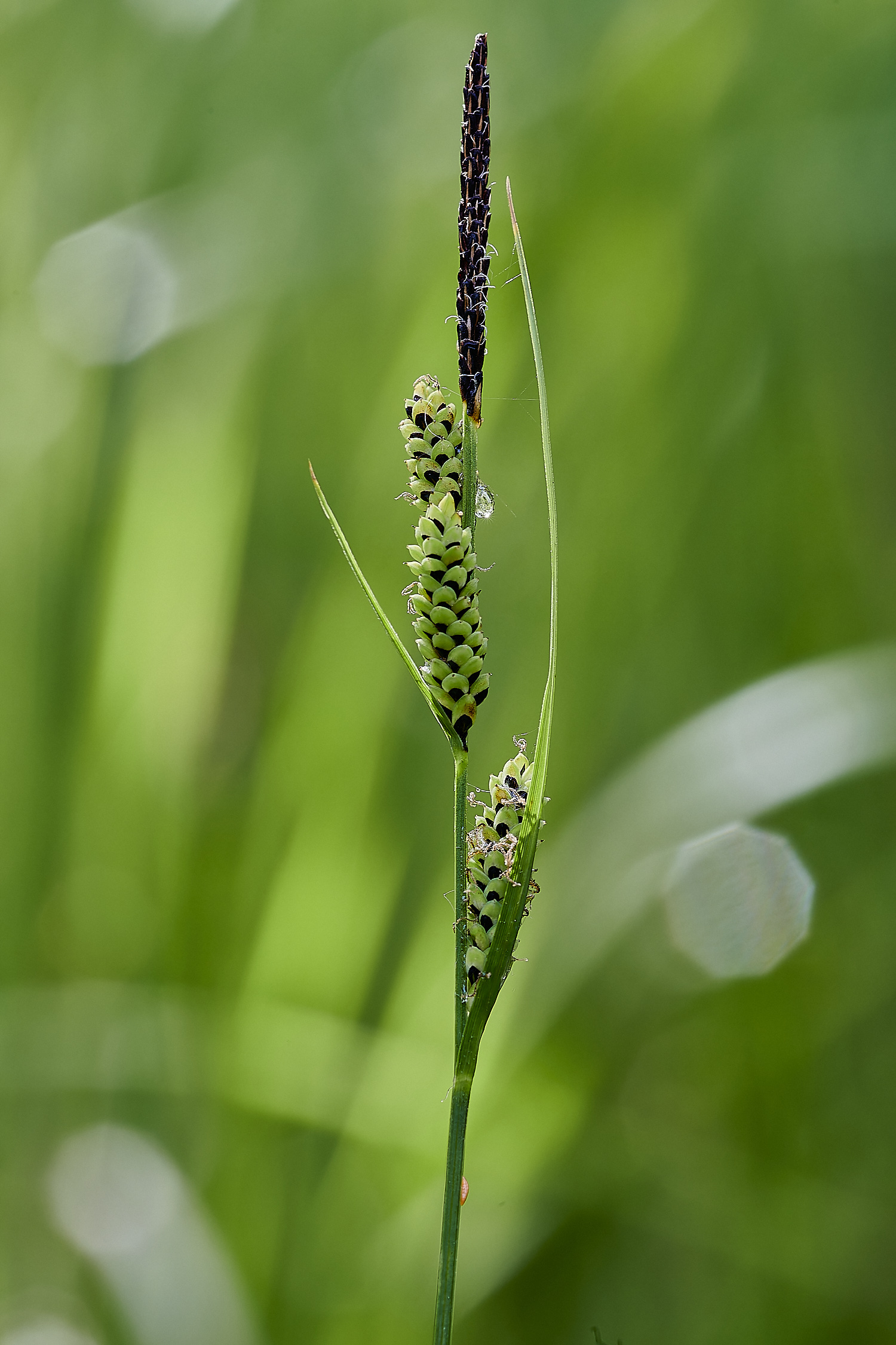 EastRustonCarexnigra010620-2-NEF_DxO_DeepPRIMEXD