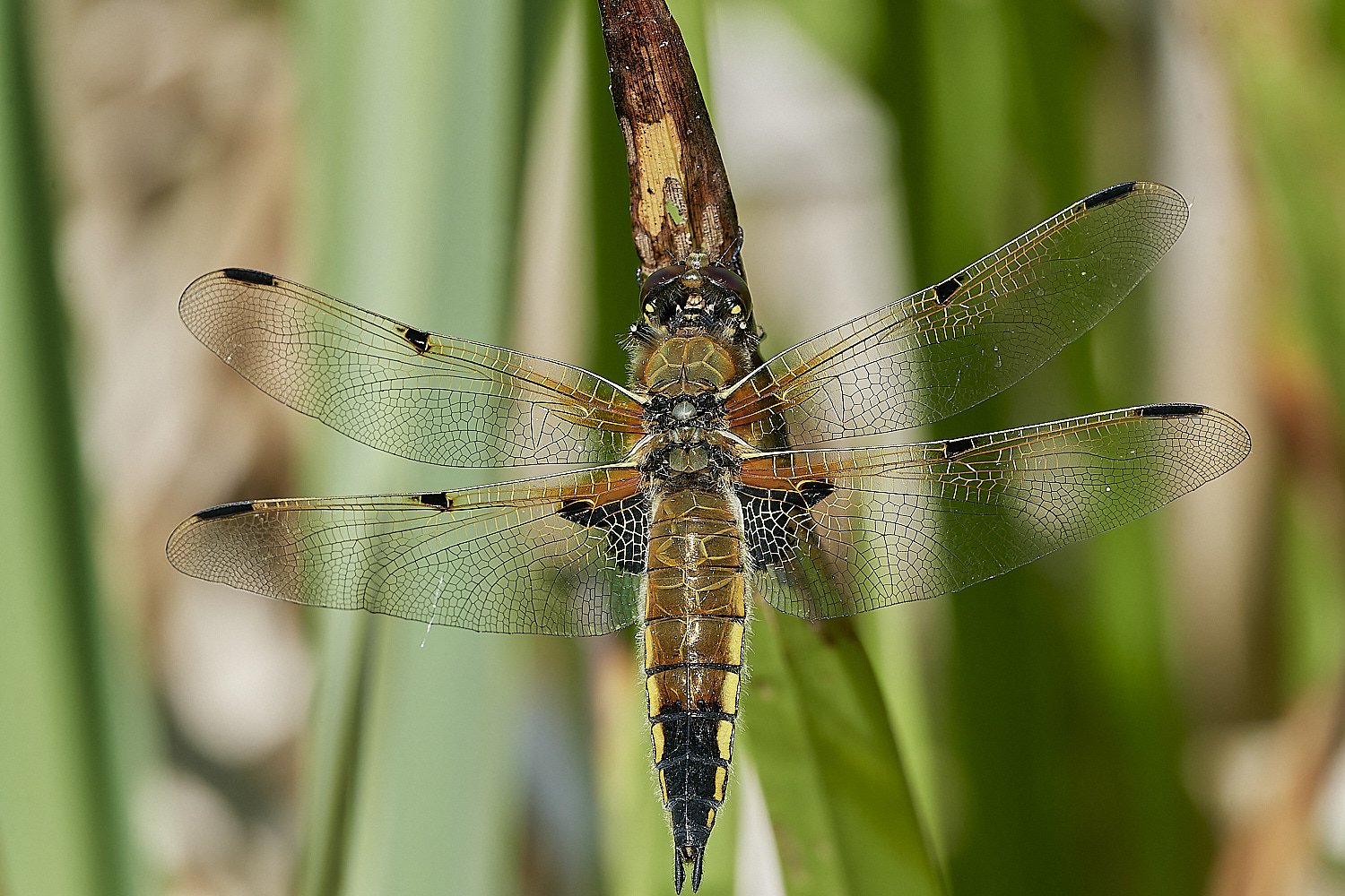 EastRustonFourSpottedChaser010620-1-NEF_DxO_DeepPRIMEXD