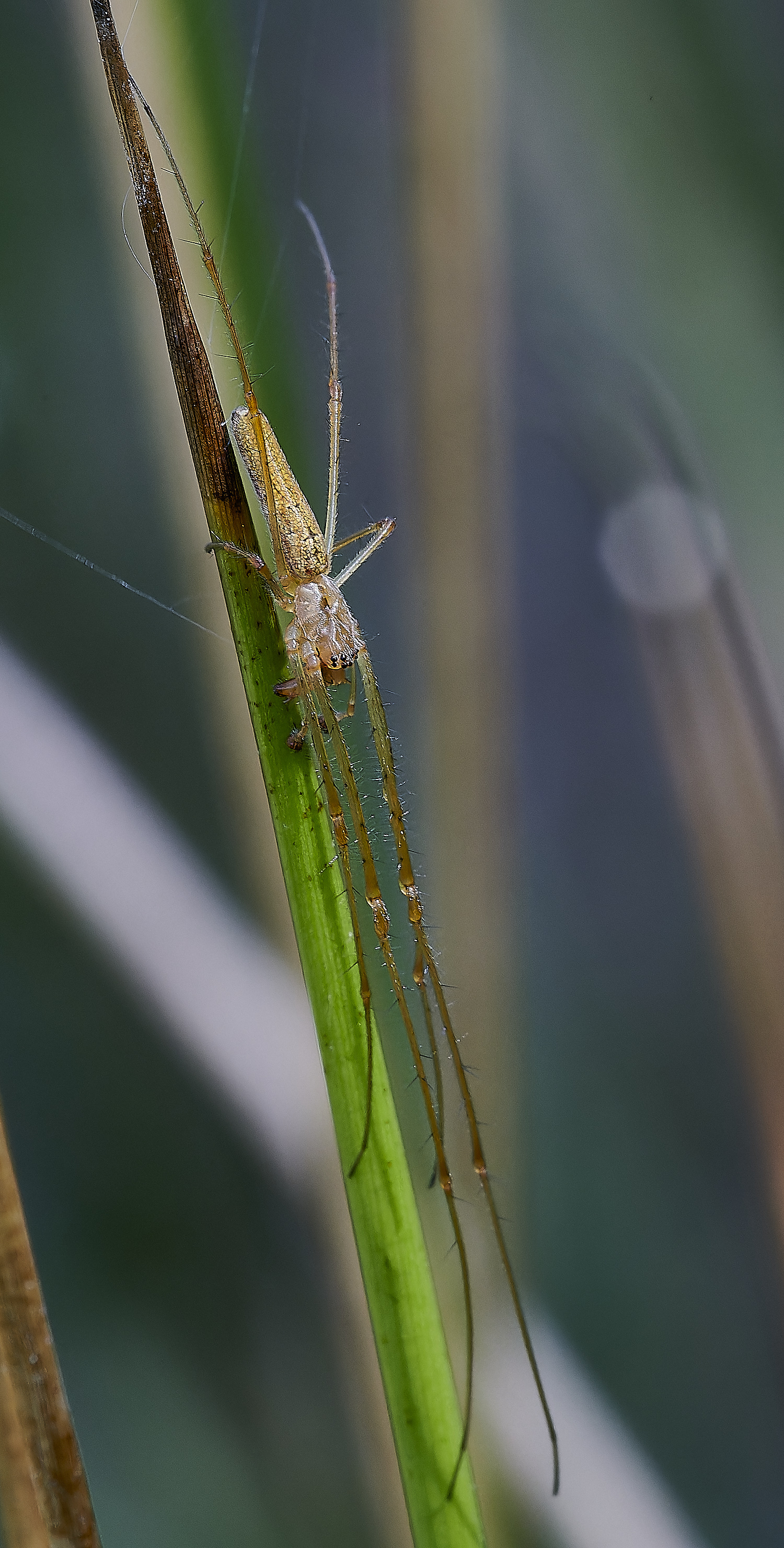 EastRustonSpider010620-1-NEF_DxO_DeepPRIMEXD