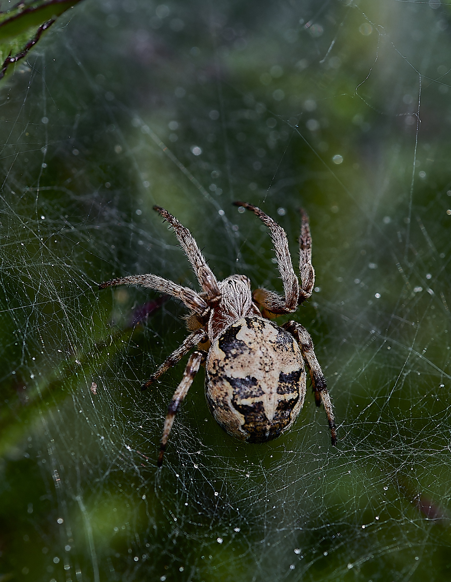 EastRustonSpider2010620-1-NEF_DxO_DeepPRIMEXD