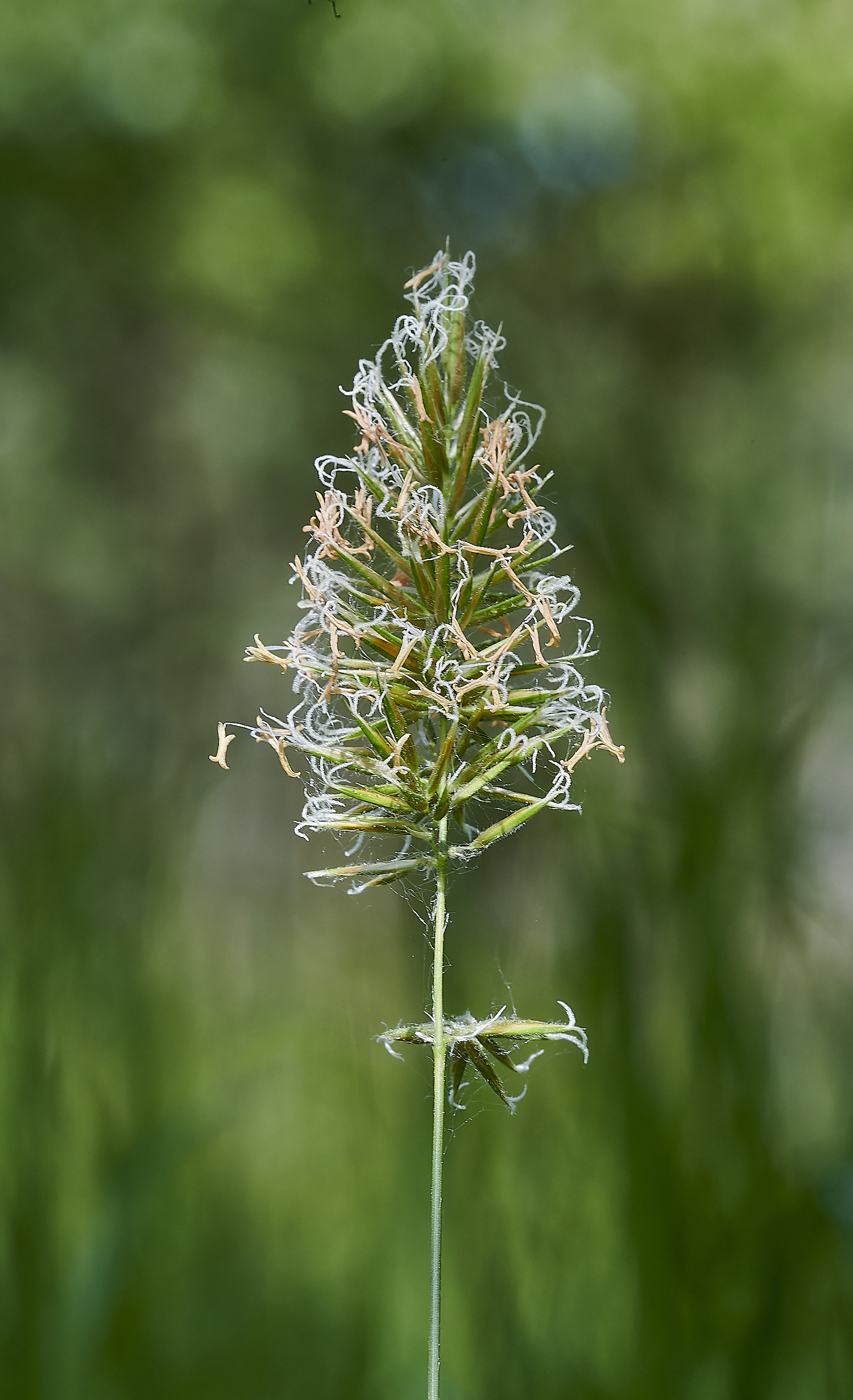 EastRustonSweetvernalGrass010620--NEF_DxO_DeepPRIMEXD