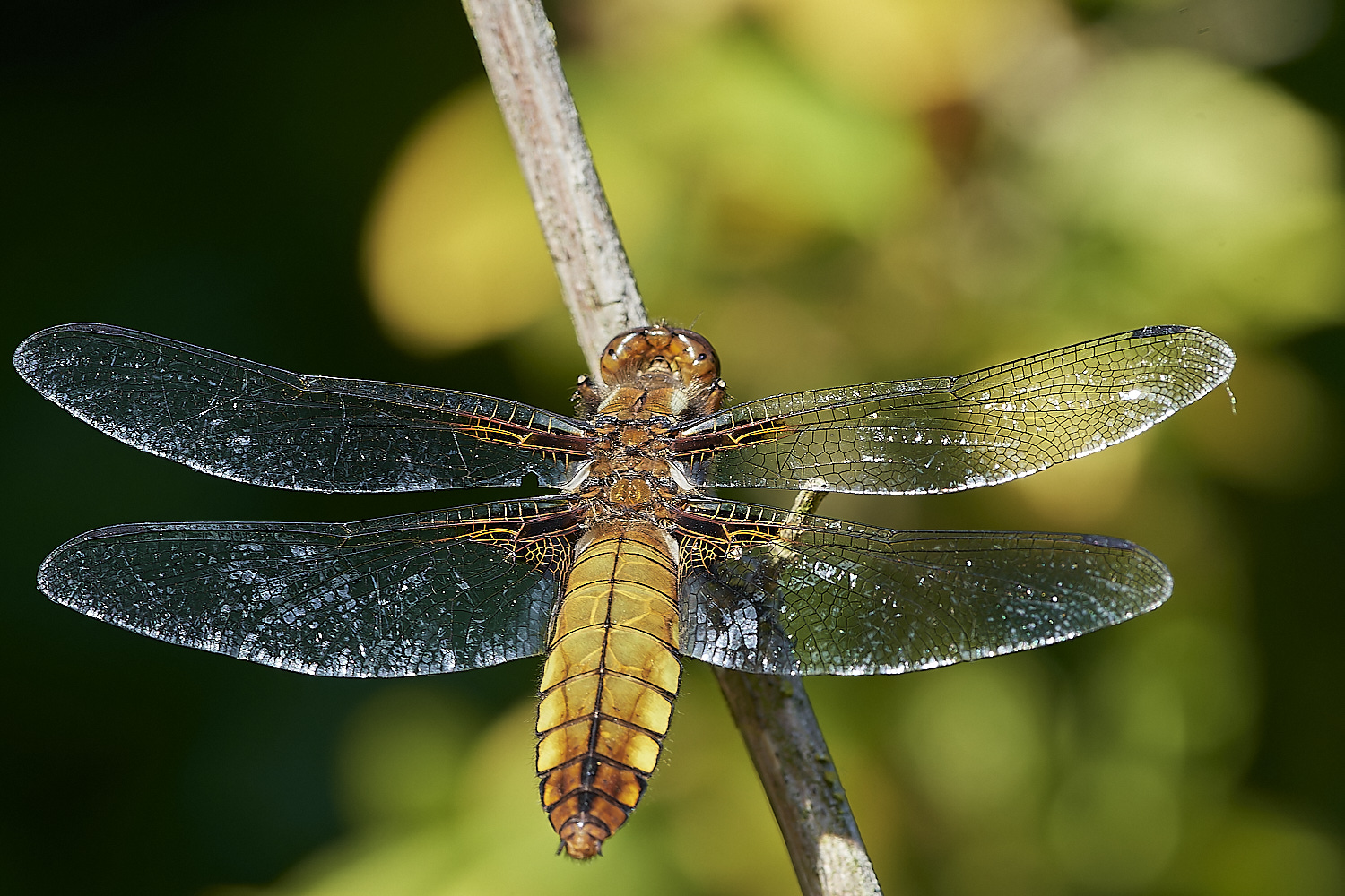 HanworthBBChaser280520-2-NEF_DxO_DeepPRIMEXD