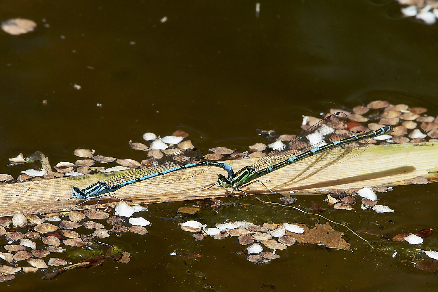 HanworthBDamselfly310520-1-NEF_DxO_DeepPRIMEXD