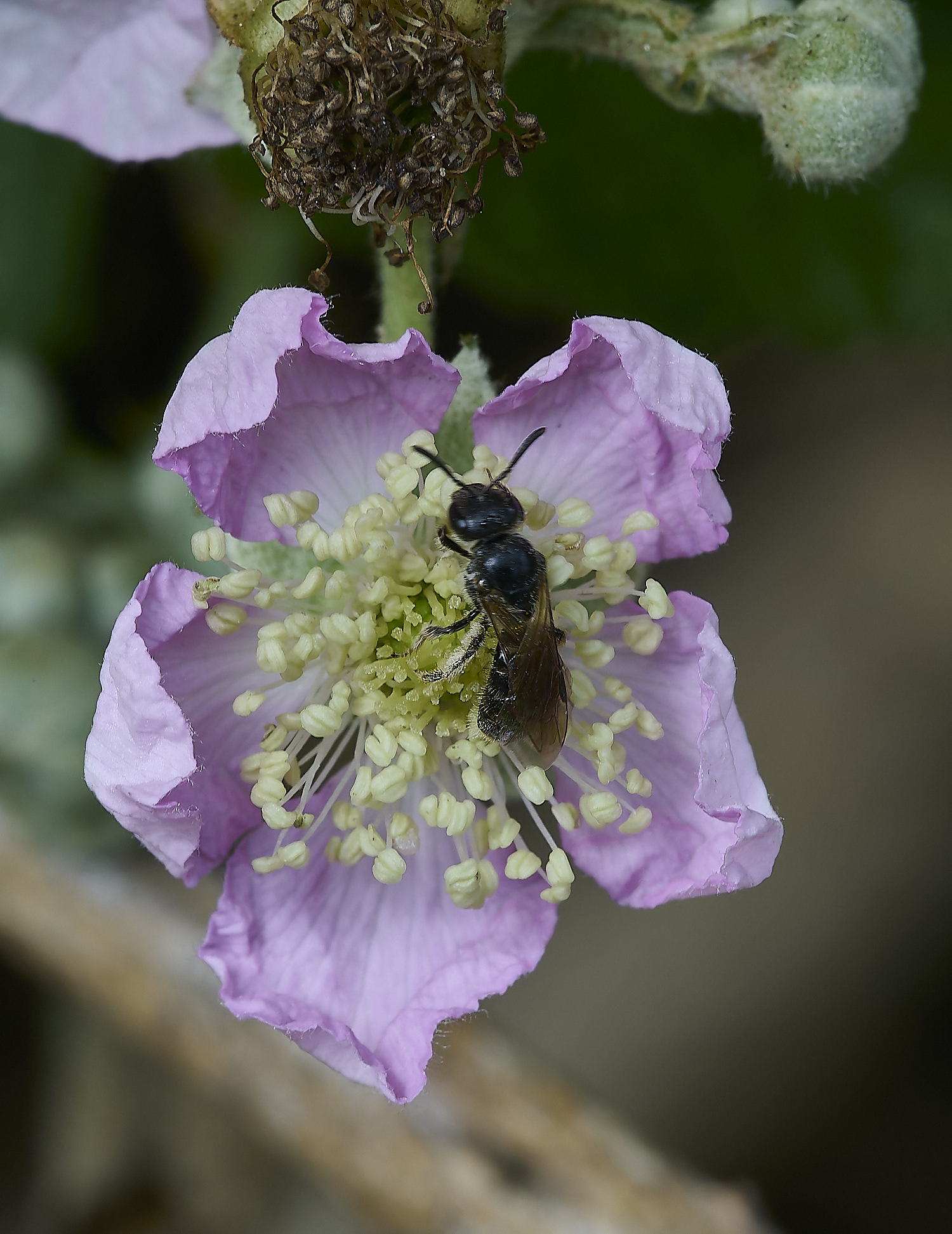 HanworthBee2140620-2-NEF-