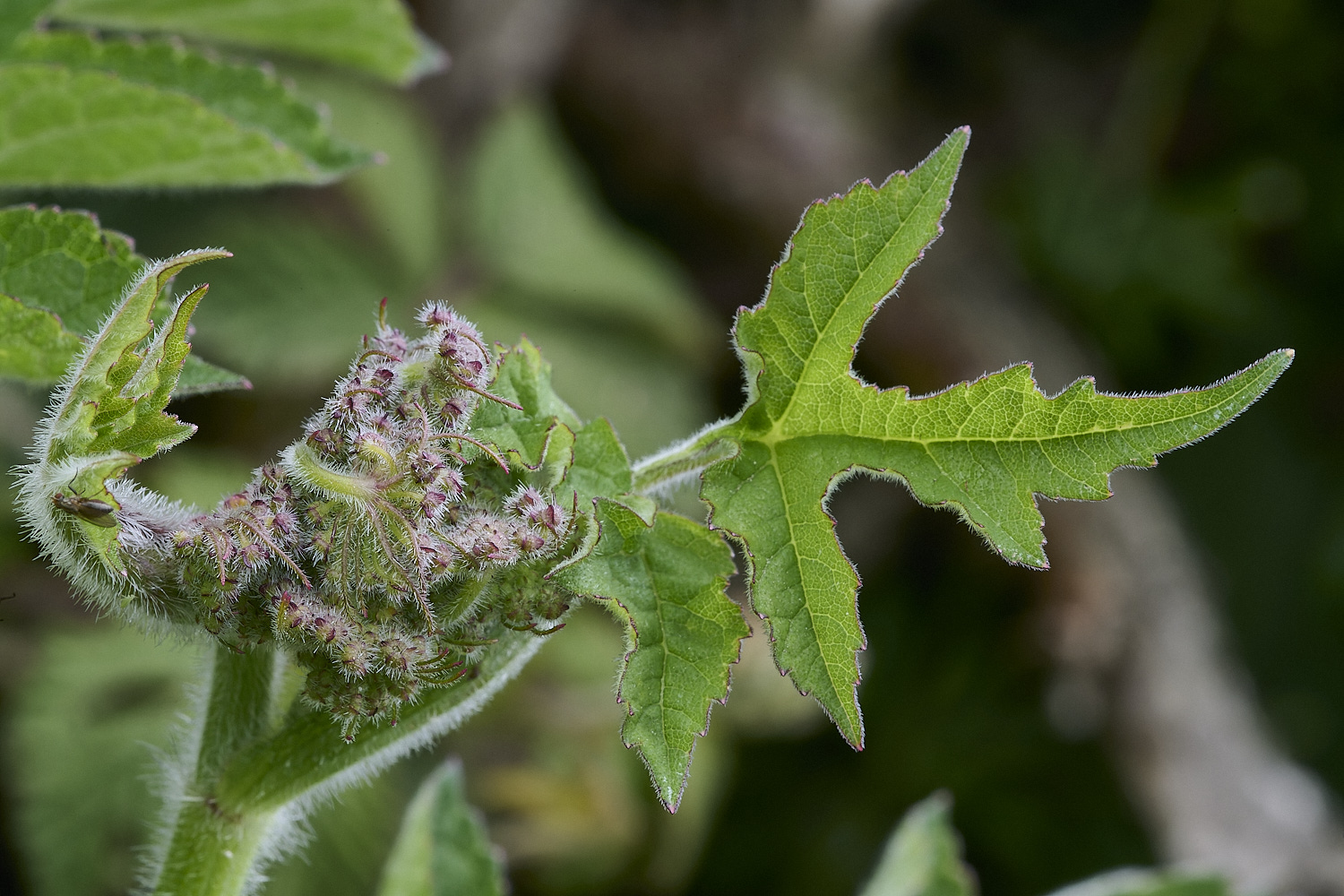 HanworthHogweed090620-2-NEF-