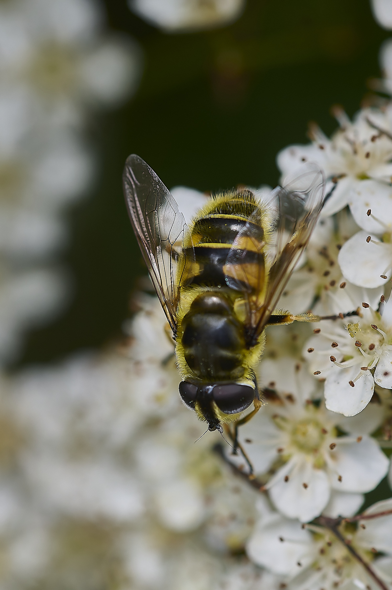 HanworthHoverfly140620-1-NEF-