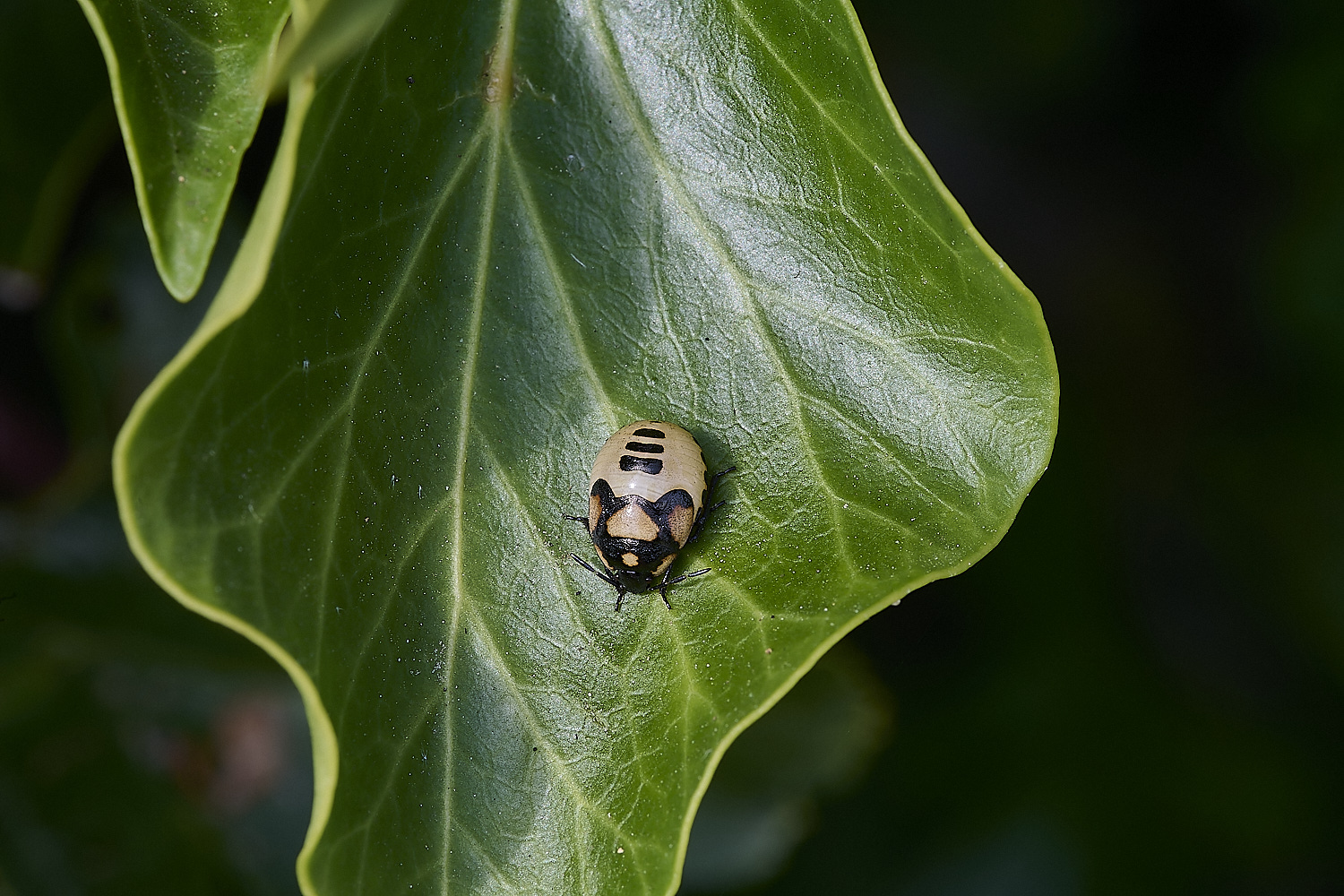 HanworthPiedShieldbug150620-1-NEF-