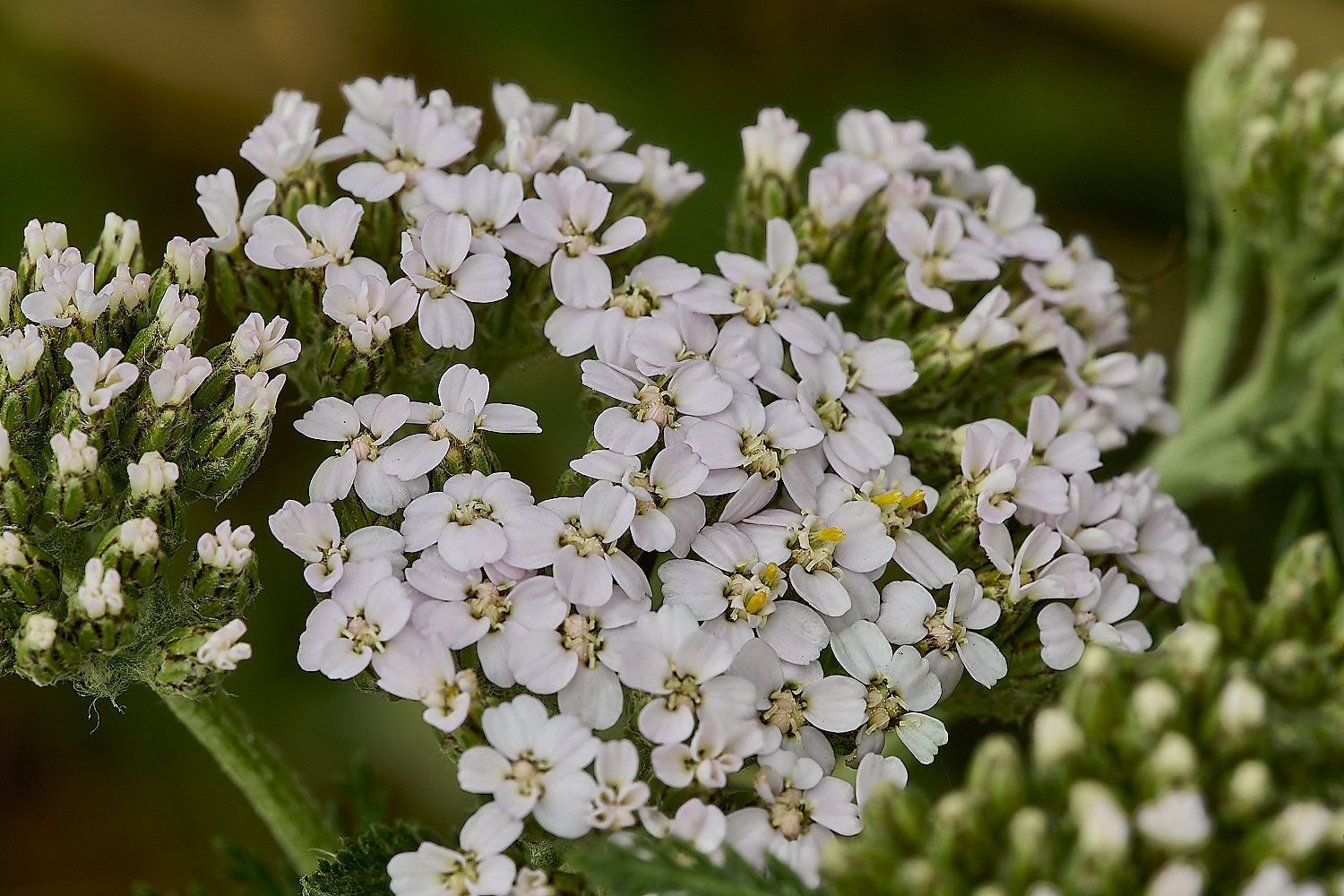 HanworthYarrow090620-2-NEF-