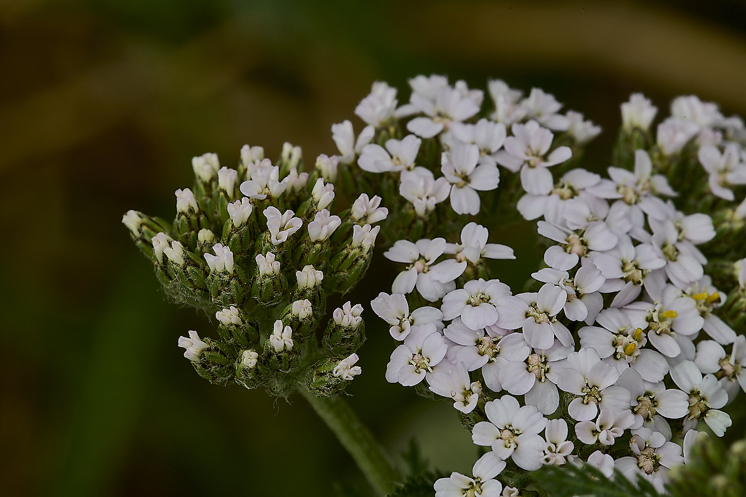 HanworthYarrow090620-3-NEF-