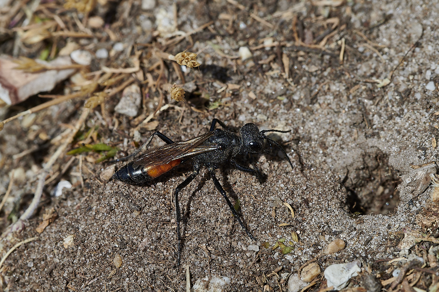 SalthousePadaloniaSp180520-2-NEF_DxO_DeepPRIMEXD