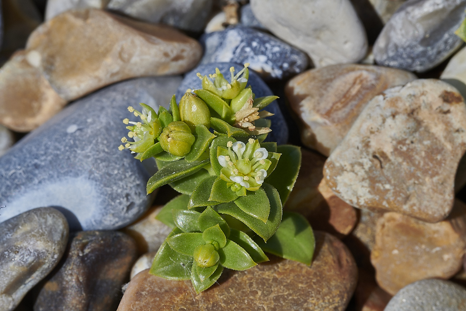 SalthouseSeaSandwort180520-1-NEF_DxO_DeepPRIMEXD