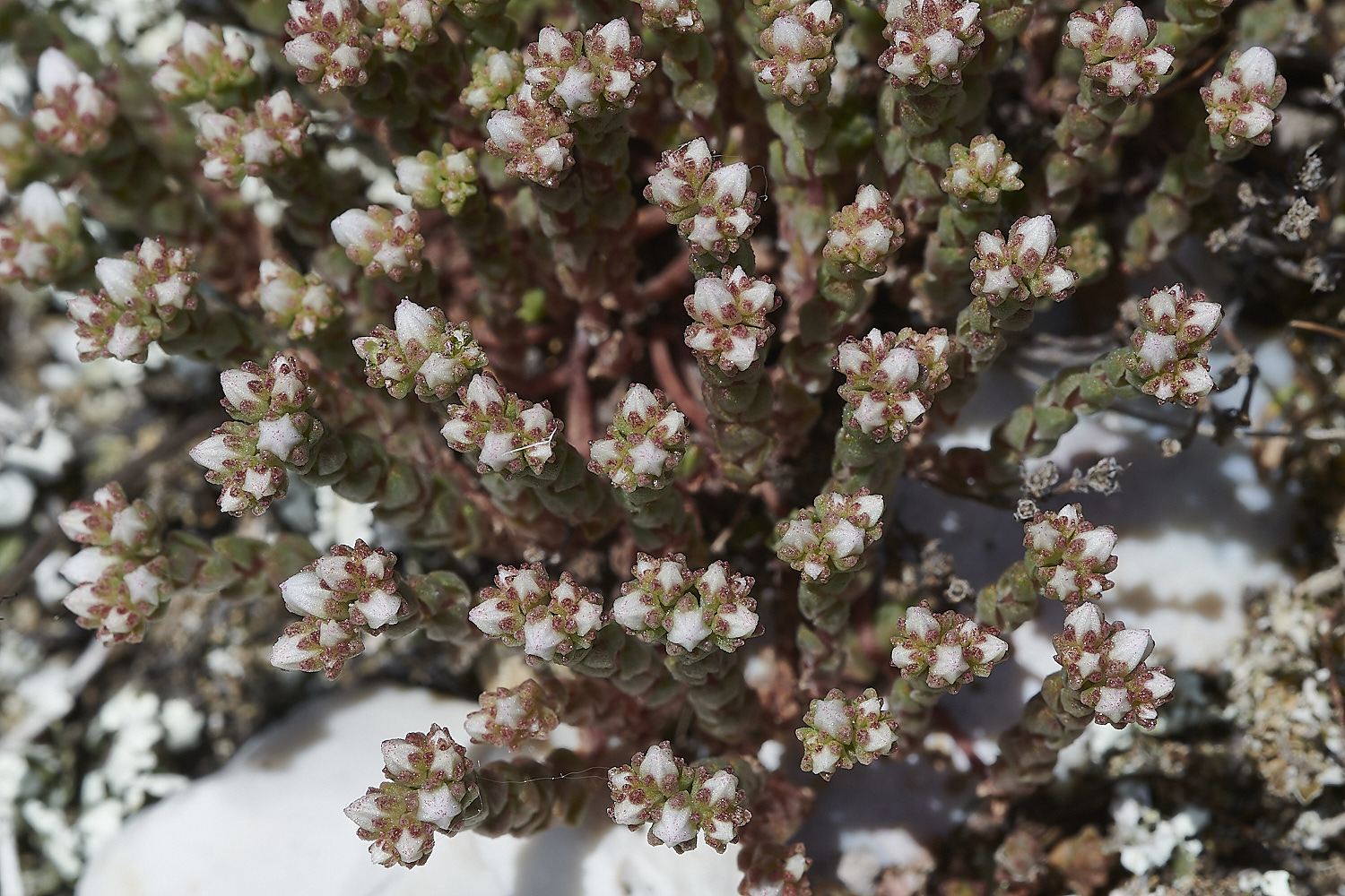 Salthousesedum180520-1-NEF_DxO_DeepPRIMEXD