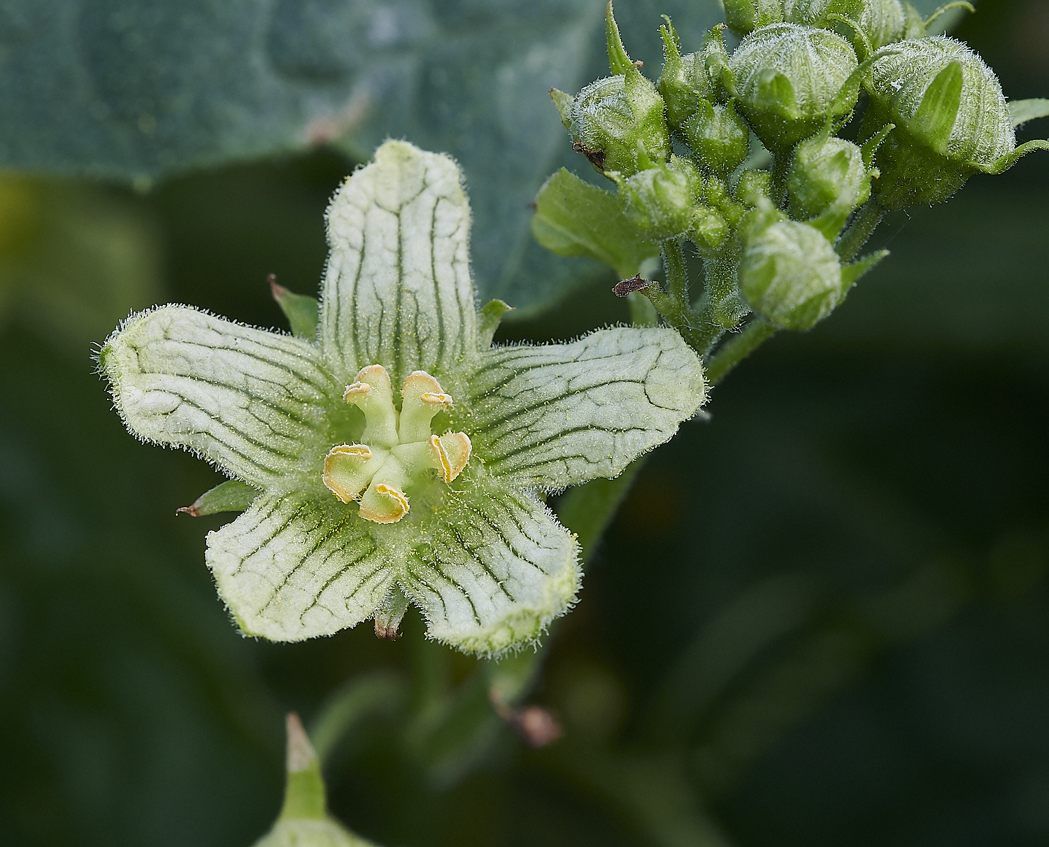 WeybourneWhiteBryony210520-1-NEF_DxO_DeepPRIMEXD