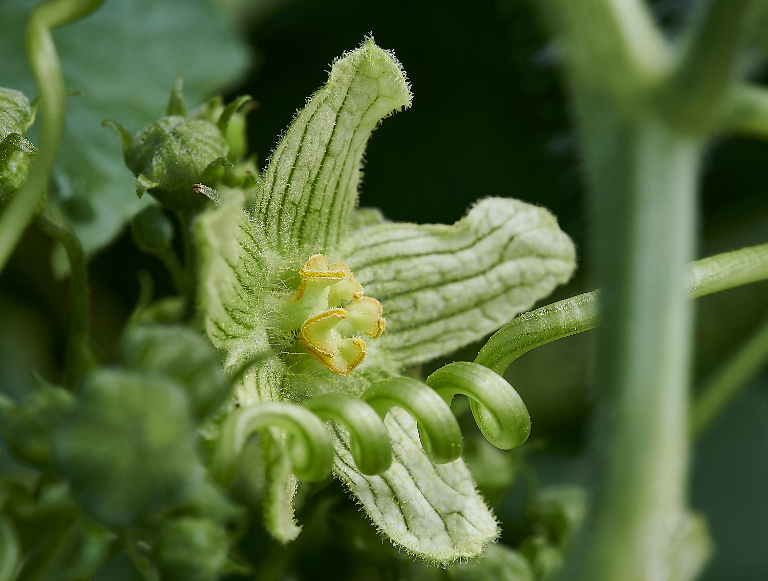 WeybourneWhiteBryony210520-3-NEF_DxO_DeepPRIMEXD