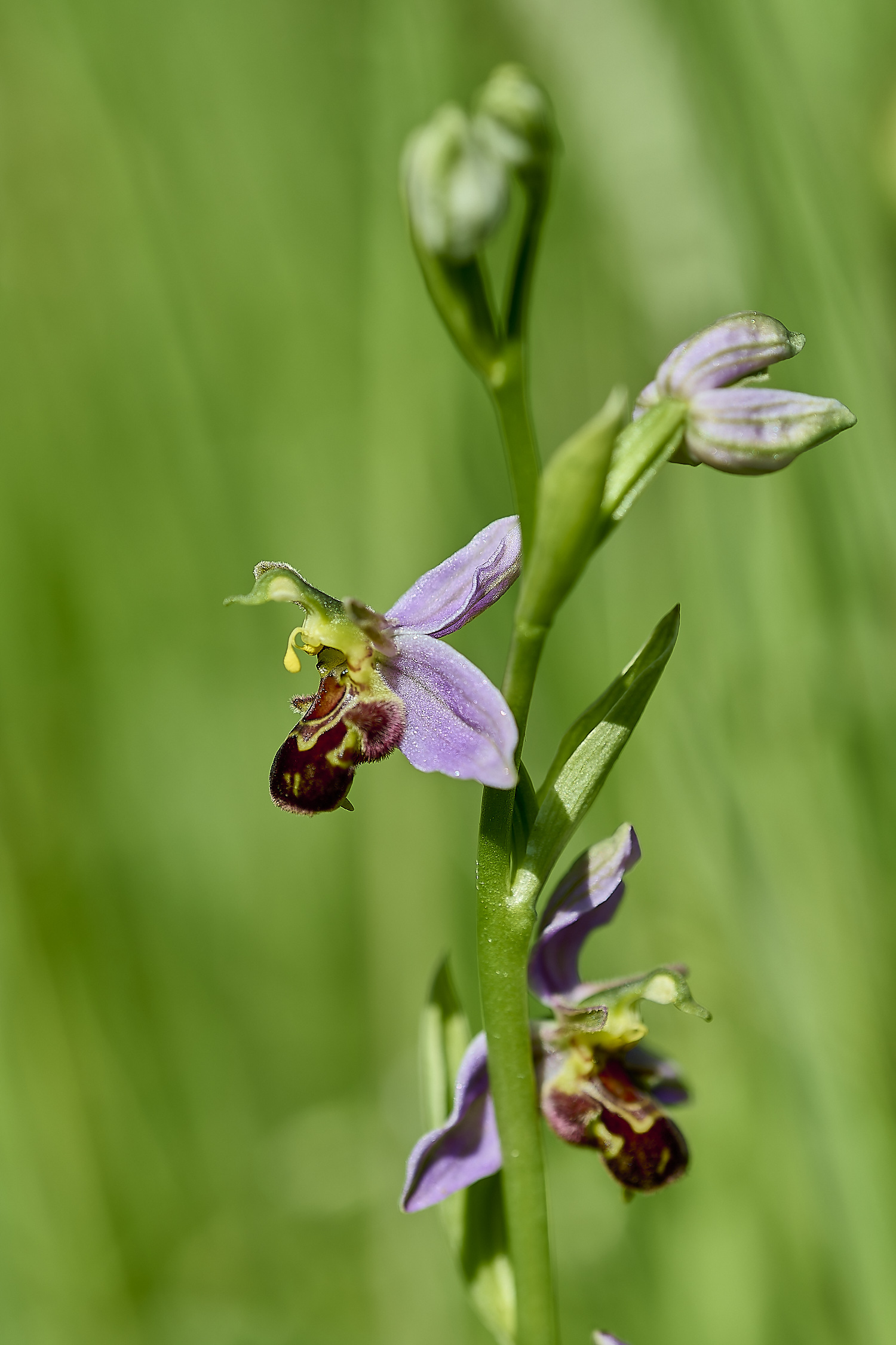 WhitwellCommonBeeorchid130620-1-NEF-