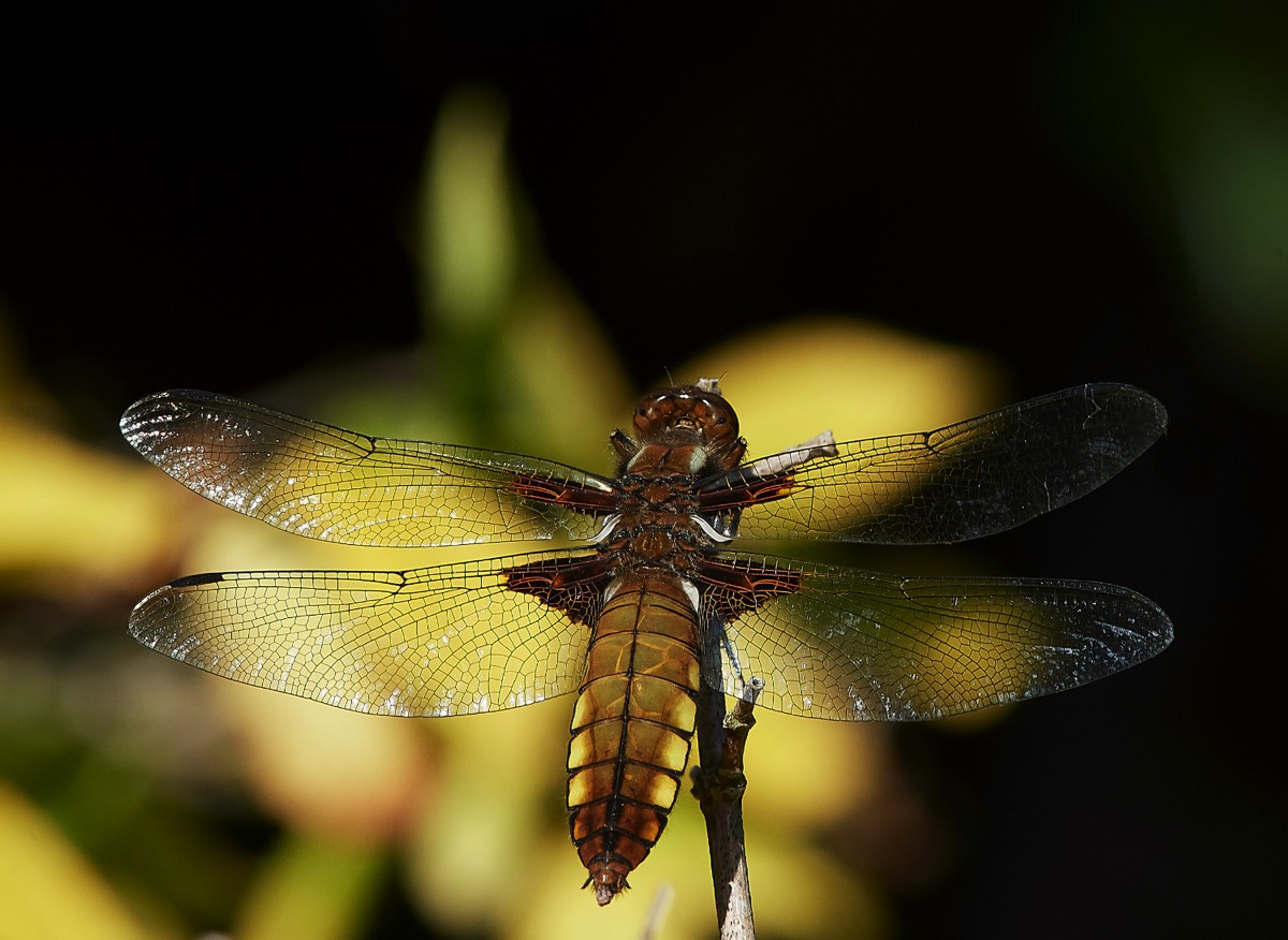 Broad-bodied Chaser - Hanworth 28/05/20