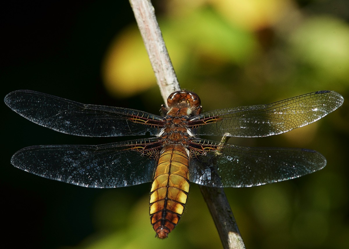 Broad-bodied Chaser - Hanworth 28/05/20