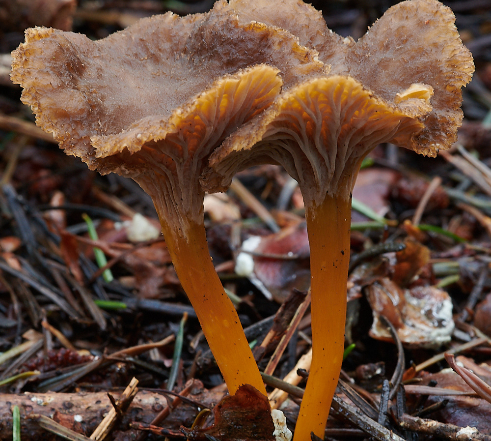 BactonWooddsChanterelle141120-3